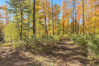 15 Acres Near Park Falls, WI!