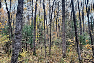 6 Acres Wooded Land - Build, Hunt, Fish!