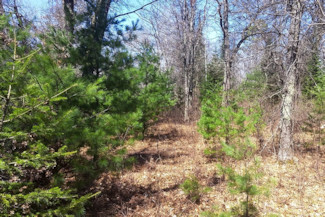 5.2 Acres Near Spooner, WI!