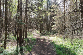 2.5 Acres Wooded Land Near Summit Lake!