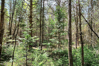 2.5 Acres Wooded Land Near Summit Lake!