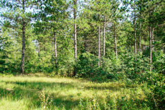 9+ Acres Bordering Sawyer Co Forest!