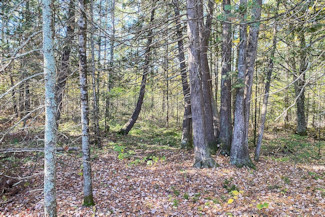 Northern WI Acreage Near National Forest!