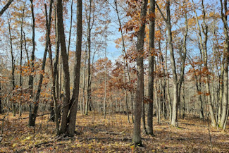 Western WI Acreage Near State Forest!