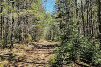 Summit Lake Wooded Land for Sale!