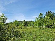 10 acres just 45 Minutes from the Twin Cities only $79,900!