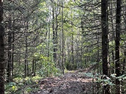 Directly Adjoining the Chequamegon National Forest for $21,900!