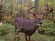 Northern Wisconsin Hunting & Recreational Properties from $19,900!