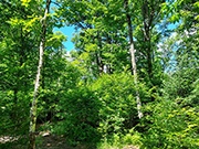 76 acres with Stream and Stunning Mixture of Woods for $192,900!