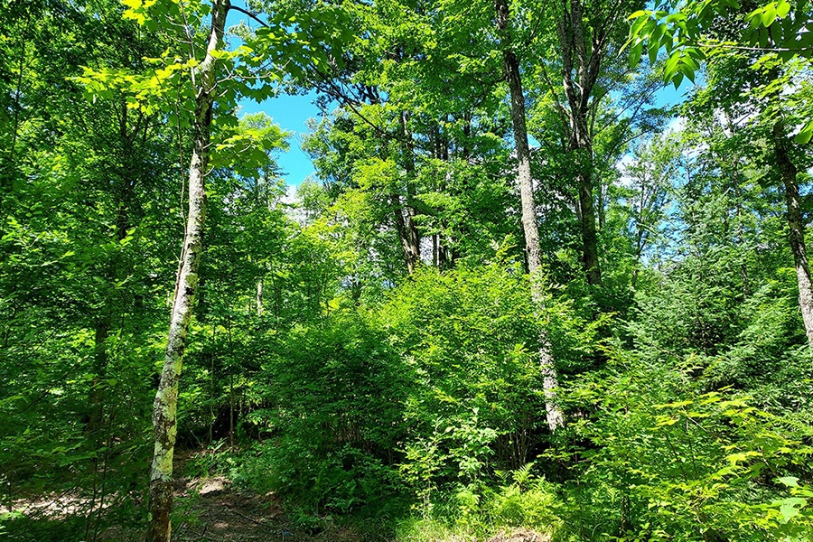 76 acres with Stream and Stunning Mixture of Woods for $192,900!