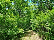 76 acres with Stream and Stunning Mixture of Woods for $192,900!