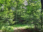 76 acres with Stream and Stunning Mixture of Woods for $192,900!