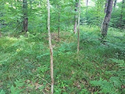 76 acres with Stream and Stunning Mixture of Woods for $192,900!