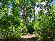 76 acres with Stream and Stunning Mixture of Woods for $192,900!