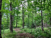 52 acres with over 1/4 Mile of Frontage on Langlade County Forest!