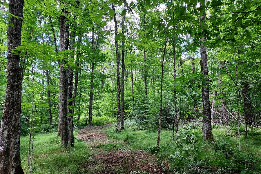 52 acres with over 1/4 Mile of Frontage on Langlade County Forest!