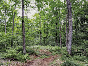 2.5 Acres Wooded Land for sale in Forest County!