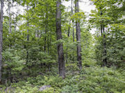 2.5 Acres Wooded Land for sale in Forest County!