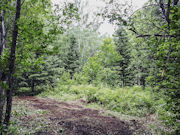 2.5 Acres Wooded Land for sale in Forest County!