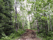 2.5 Acres Wooded Land for sale in Forest County! 