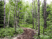 2.5 Acres Wooded Land for sale in Forest County! 