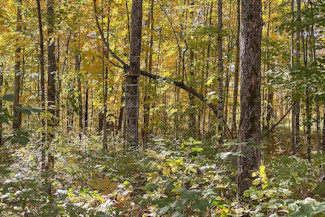 Northern WI Acreage Near National Forest!