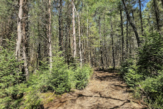 Summit Lake Wooded Land for Sale!