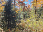 15-Acre Wooded Hunting Land For Sale Near Park Falls, WI