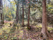 15-Acre Wooded Hunting Land For Sale Near Park Falls, WI