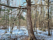 10-Acre Hunting Land Near Flambeau River