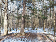 10-Acre Hunting Land Near Flambeau River