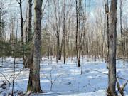 10-Acre Hunting Land Near Flambeau River