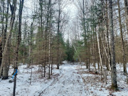 11-Acre Wooded Land Near Phillips, WI