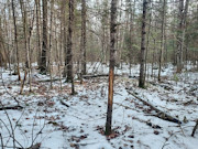 11-Acre Wooded Land Near Phillips, WI