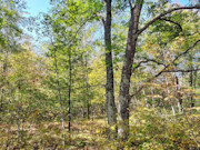 3 Acres For Sale Near Nicolet National Forest