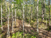 3+ Acre Lakewood, WI Land for Sale - Adjoining Nicolet National Forest