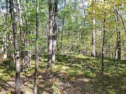 3+ Acre Lakewood, WI Land for Sale - Adjoining Nicolet National Forest