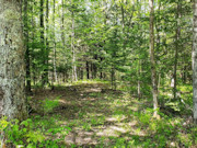 3.6 Acre Wooded Retreat in Forest County, WI - Hunt, Fish, Hike, Build!