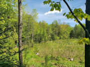 3.6 Acre Wooded Retreat in Forest County, WI - Hunt, Fish, Hike, Build!