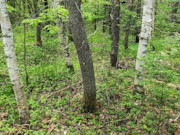 Secluded 3.5 Acres near Pickerel & Crandon - Build, Camp, ATV Trails!