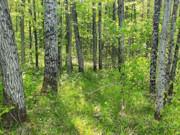 Prime 4-Acre Wooded Land on Langlade-Forest County Line!