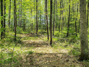 Prime 4-Acre Wooded Land on Langlade-Forest County Line!