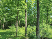 11 Acre Wooded Sawyer Co Land for Sale - Build Cabin, Hunt, Hike, Fish!