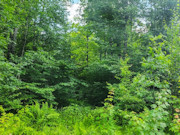 11 Acre Wooded Sawyer Co Land for Sale - Build Cabin, Hunt, Hike, Fish!