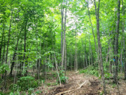 11 Acre Wooded Sawyer Co Land for Sale - Build Cabin, Hunt, Hike, Fish!