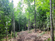 11 Acre Wooded Sawyer Co Land for Sale - Build Cabin, Hunt, Hike, Fish!