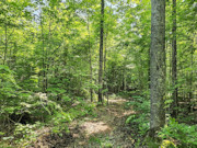 9.8 Acre Sawyer County Wooded Land for Sale - Hunting and Fishing!