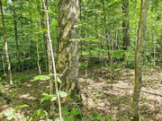 9.8 Acre Sawyer County Wooded Land for Sale - Hunting and Fishing!