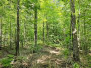 9.8 Acre Sawyer County Wooded Land for Sale - Hunting and Fishing!