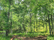 18.5-Acre Dunn County Wooded Property!